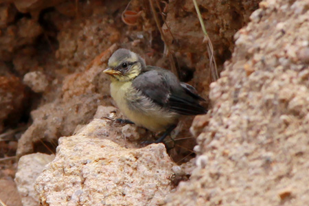 Mallerenga blava  2 (Parus caeruleus)