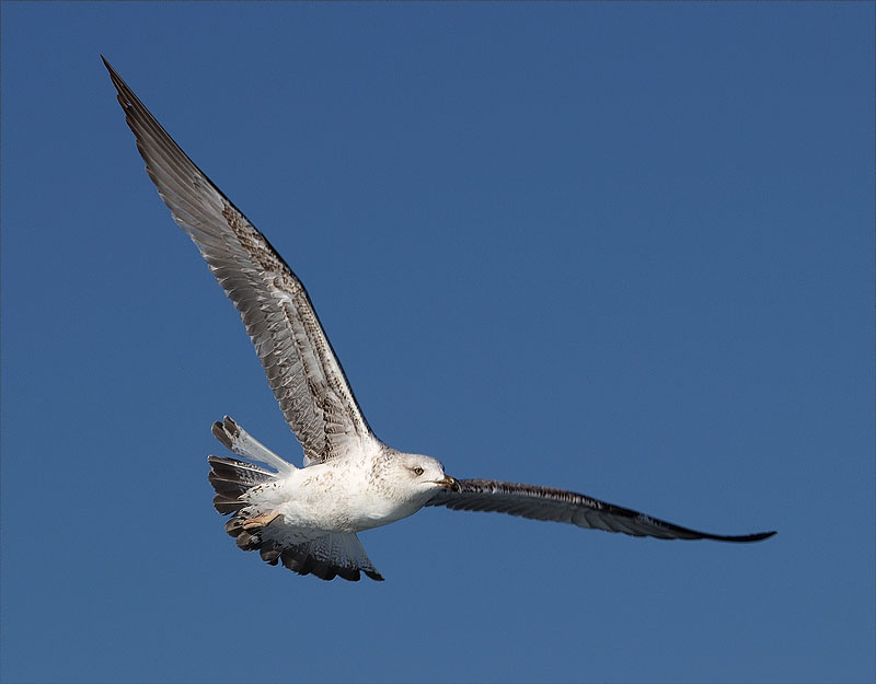 Immadur de Gavià argentat (Larus michahellis)