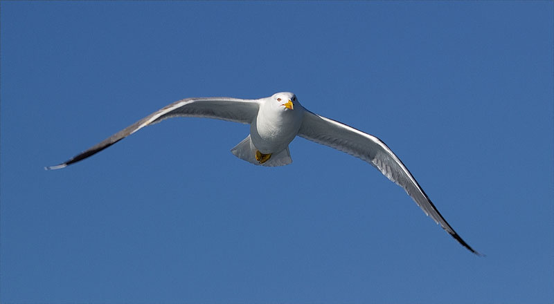 Gavià argentat (Larus michahellis)