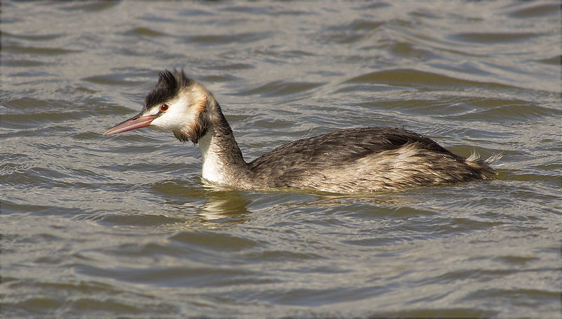 Cabussó emplomallat (Podiceps cristatus