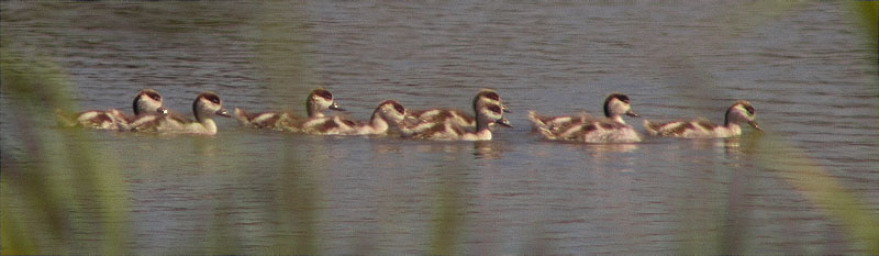 Infantils d'Ànec blanc (Tadorna tadorna)