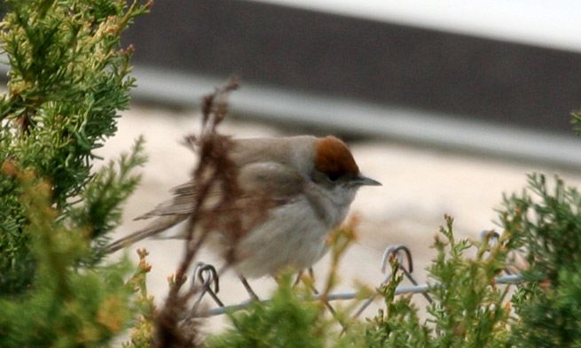 Tallarol de casquet (sylvia atricapilla)