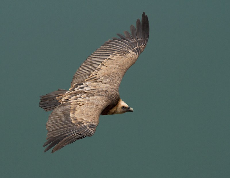 Voltor comú (Gyps fulvus)