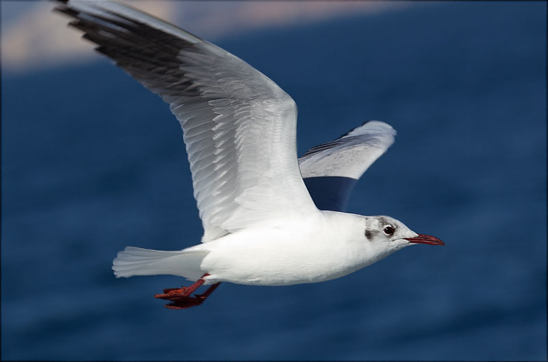 Gavina vulgar (Larus ridibundus)