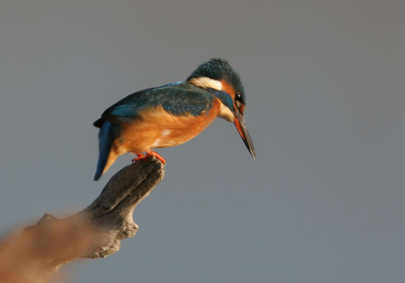 Blauet a punt de llançar-se.Alcedo Atthis.