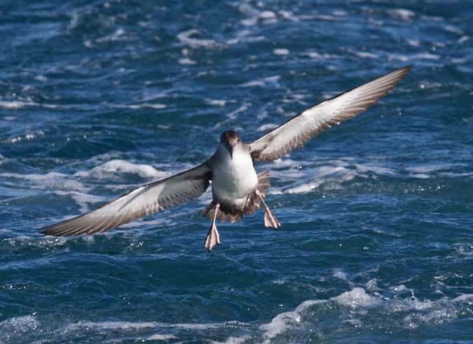 Baldriga mediterrànea (Puffinus yelkouan)