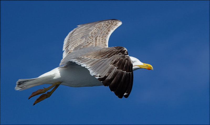 Gavià argentat (Larus michahellis)