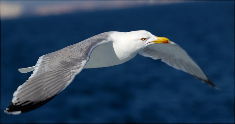 Gavià argentat (Larus michahellis)