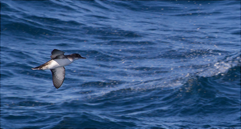 Baldriga mediterrànea (Puffinus yelkouan)