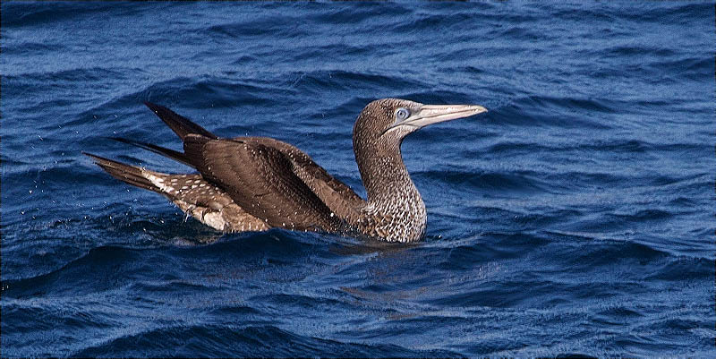 Immadur de Mascarell (Morus bassanus)