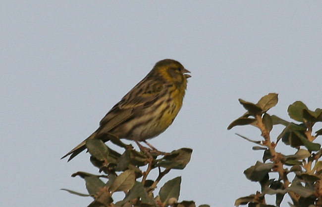 Gafarró (Serinus serinus)