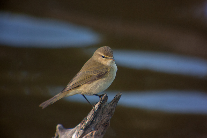 Mosquiter comú (Phylloscopus collybita)