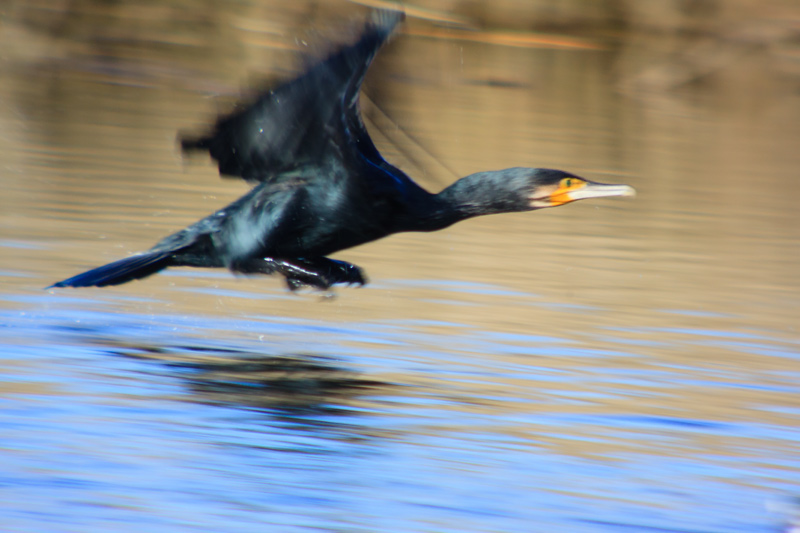 Corb Marí gros (phalacrocorax carbo)