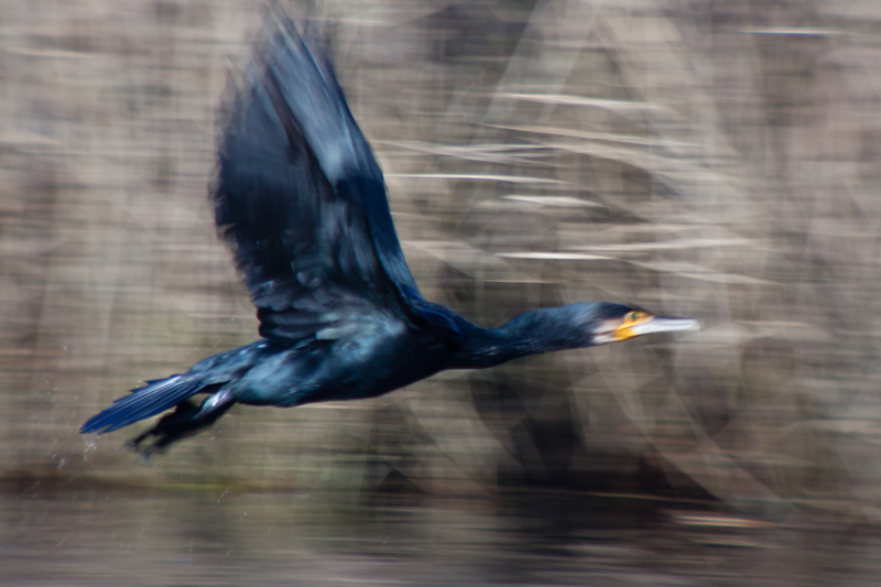 Corb Marí gros (phalacrocorax carbo)