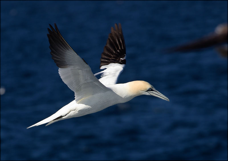 Mascarell (Morus bassanus)