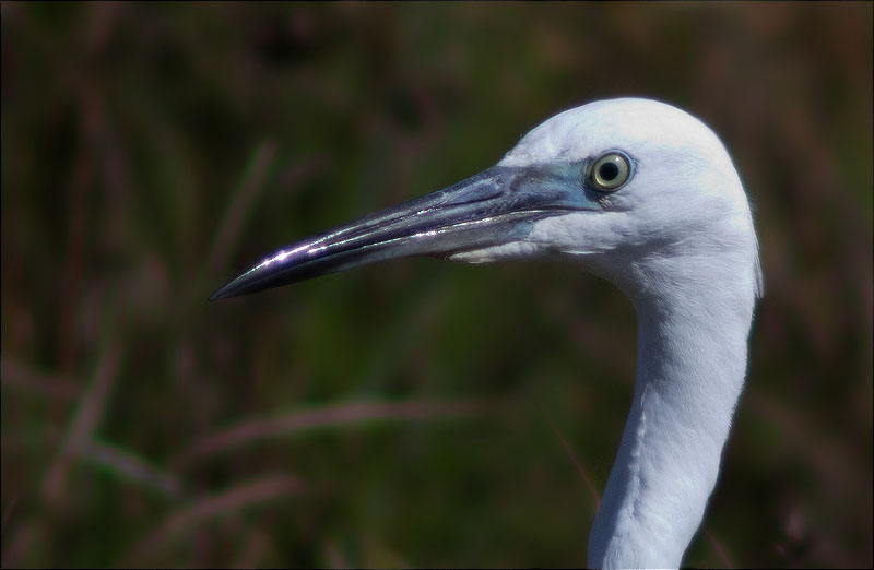 Martinet blanc (Egretta garzetta)