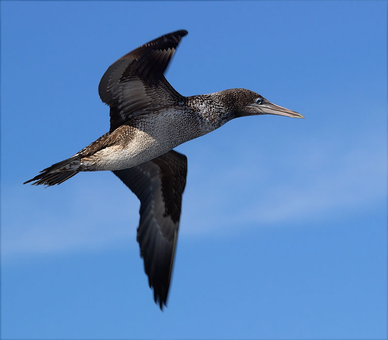 Immadur de Mascarell (Morus bassanus)