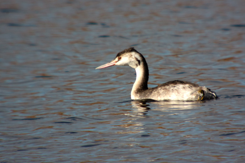 Cabussó emplomallat (Podiceps cristatus)