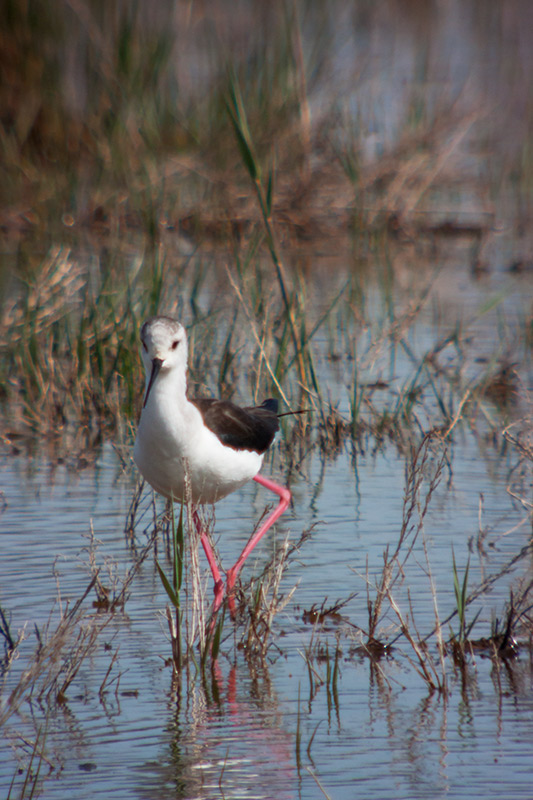 Cames llargues (Himantopus himantopus)