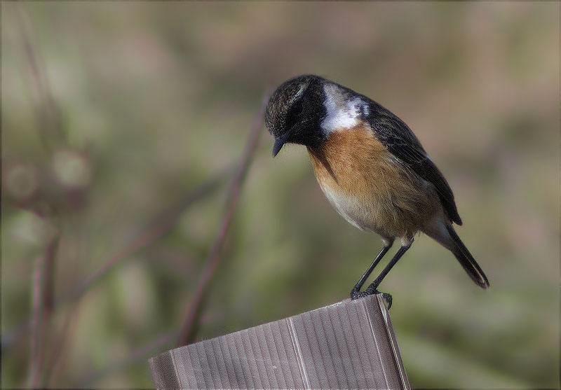 Bitxac comú (Saxicola torquata)