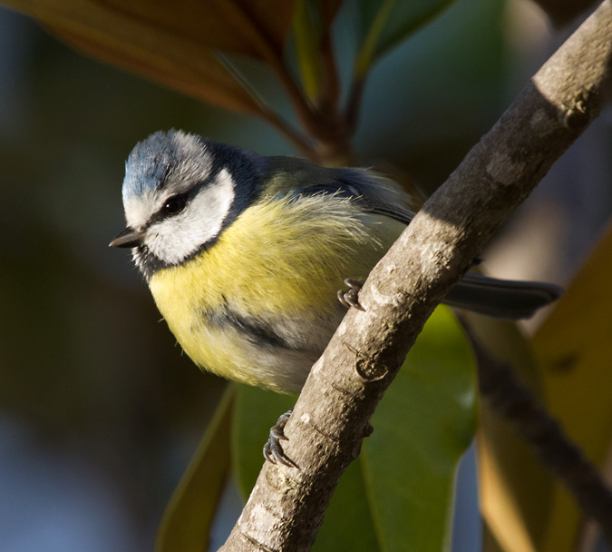 Mallerenga blava (Parus caeruleus)