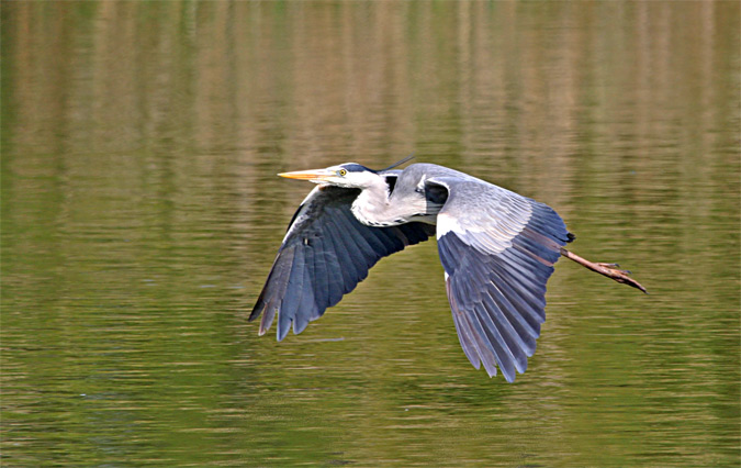 Bernat pescaire (Ardea cinerea)