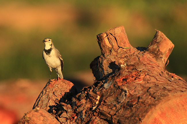 Cuereta blanca vulgar (Motacilla alba)