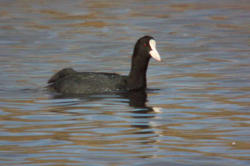 Fotja (Fulica atra)