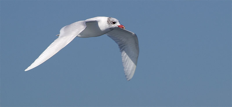 Gavina capnegre (Larus melanocephala)