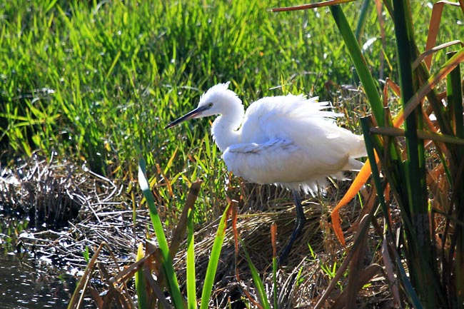 Martinet blanc (Egretta garzetta)