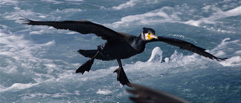 Corb marí gros (Phalacrocorax carbo)