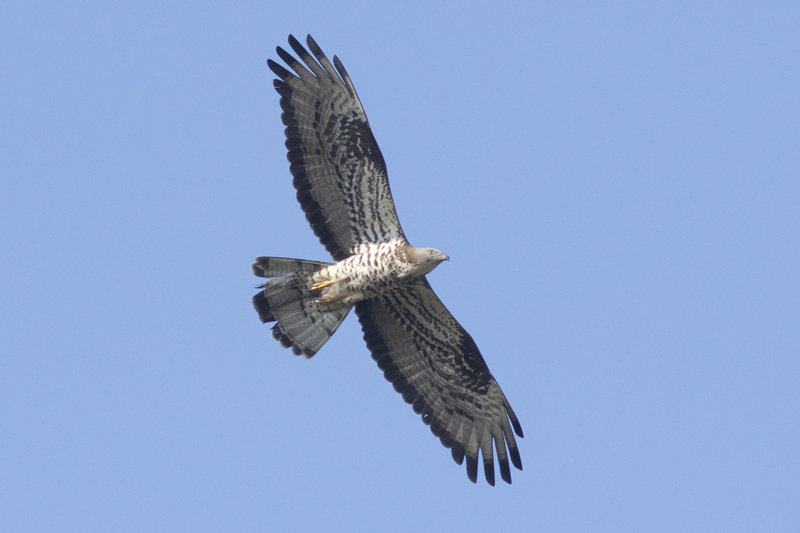 Abejero europeo     ( Pernis apivorus )