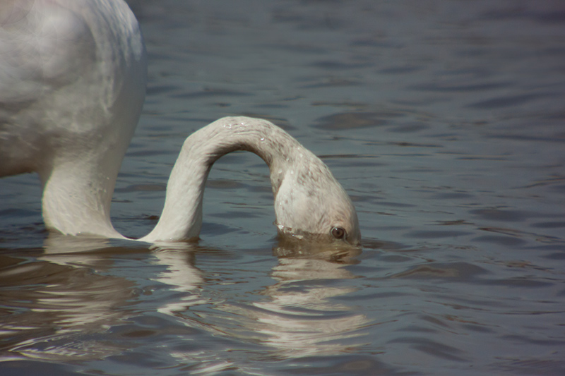 Flamenc (Phoenicopterus ruber)