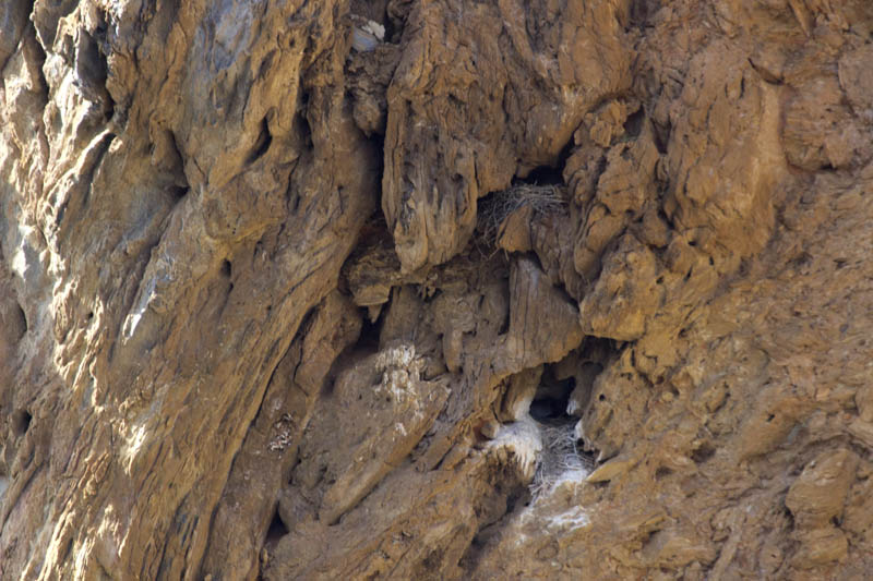 Nius de Corb marí emplomallat (Phalacrocorax aristotelis)