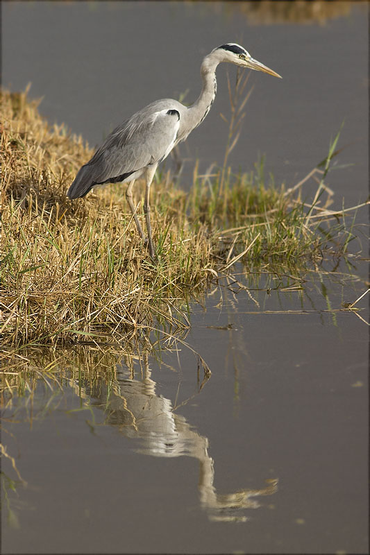 Bernat pescaire (Ardea cinerea)