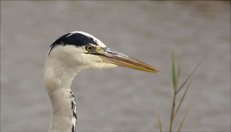 Bernat pescaire (Ardea cinerea)