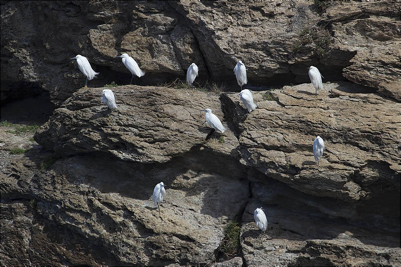 Martinet blanc (Egretta garzetta)