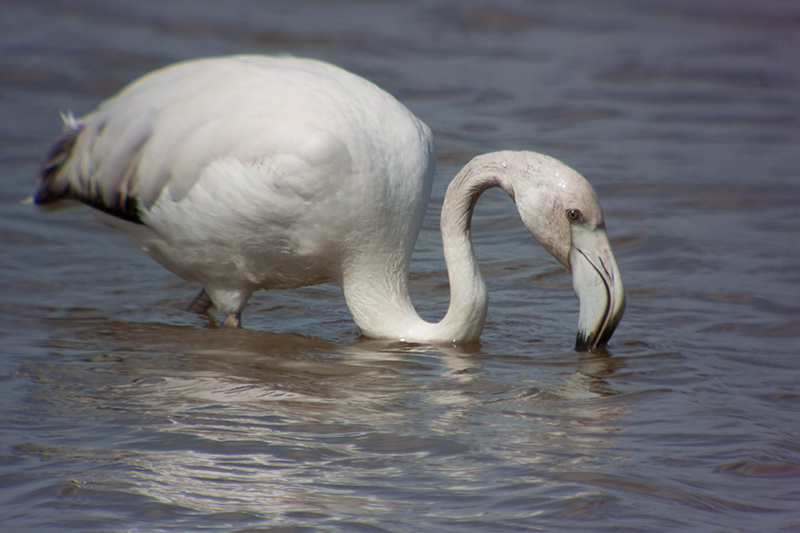 Flamenc (Phoenicopterus ruber)