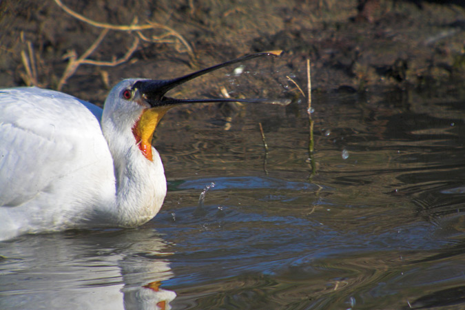 Bec planer (Platalea leucorodia)