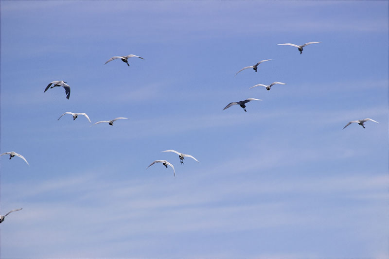 Estol de martinets blancs en migració
