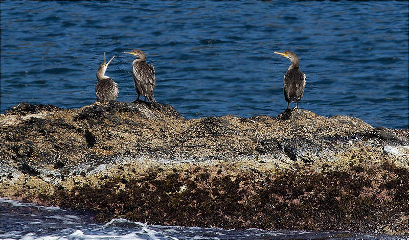 Corb marí gros (Phalacrocorax carbo)