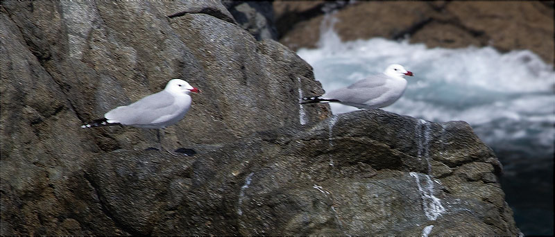 Gavina corsa (Larus audouinii)