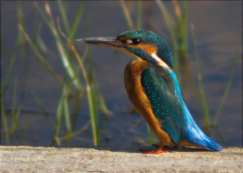 Blauet (Alcedo atthis)