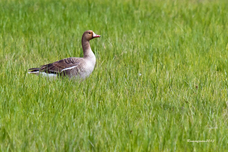 Visitants molt  poc frequents al PNAE: Oca Riallera Grossa