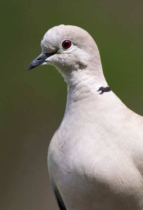 Tórtora turca (Streptopelia decaocto)