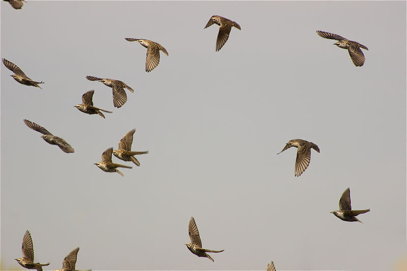 Estornell vulgar (Sturnus vulgaris)