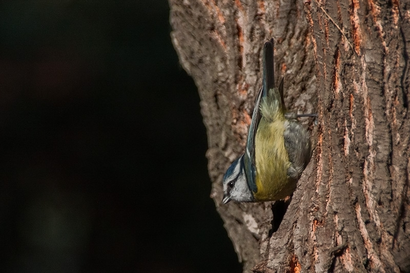 Mallarenga blava (Parus caeruleus)