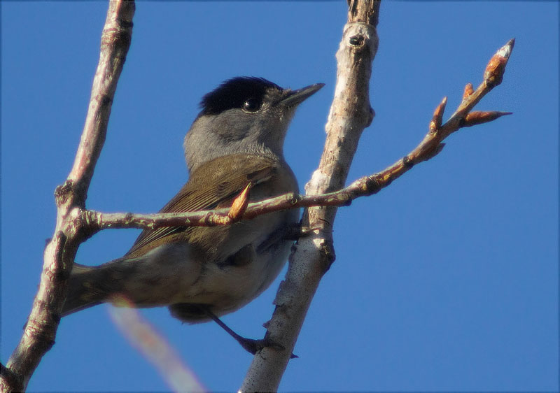 Mascle de Tallarol de casquet (Sylvia atricapilla)