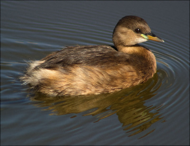 Cabusset (Tachybaptus ruficollis)