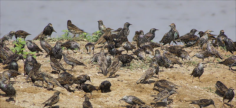 Estornell vulgar (Sturnus vulgaris)